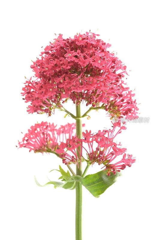 Centranthus ruber红缬草，特写